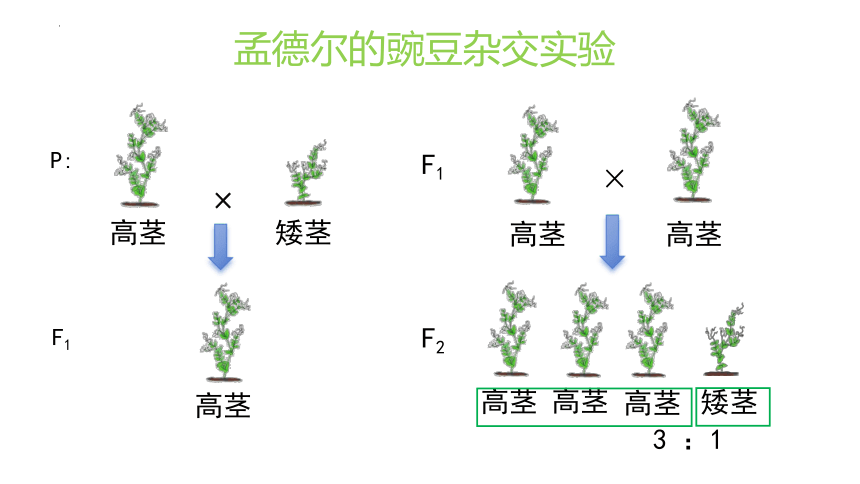 7.2.3 基因的显性和隐性课件 (共28张PPT)人教版生物八年级下册 (1)