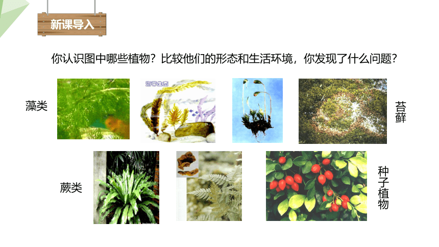 3.1.1 藻类、苔藓和蕨类植物 课件 (共28张PPT)2023-2024学年初中生物人教版七年级上册