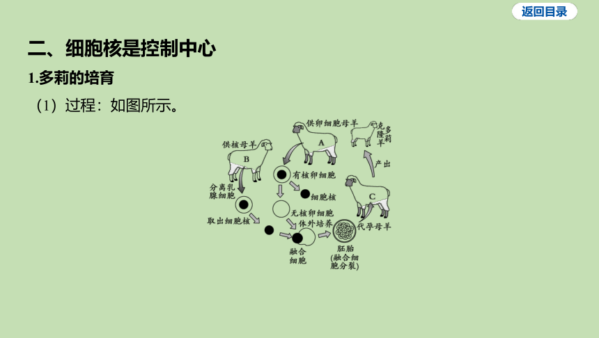 2.2.1细胞的生活习题课件(共18张PPT)2023-2024学年六年级生物鲁科版（五四学制）