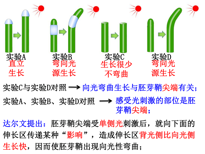 4.1植物生长素课件(共42张PPT) 2023-2024学年高二上学期生物苏教版选择性必修1