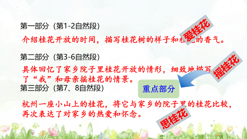 3《桂花雨》 课件 (共26张PPT)