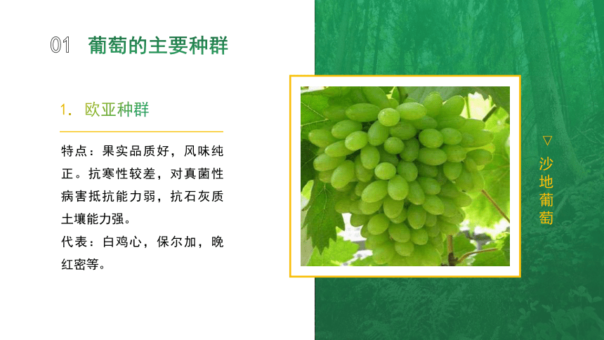 5.1.1葡萄的主要种类和优良品种 课件(共15张PPT)-《果树生产技术》同步教学（中国农业出版社）