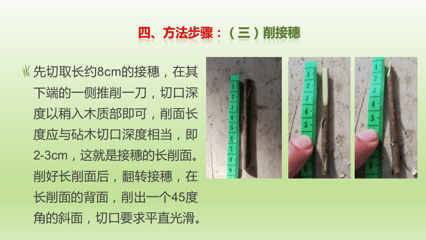 2.4.3杨梅掘接 课件(共15张PPT）-《果树生产技术》同步教学（中国农业出版社）