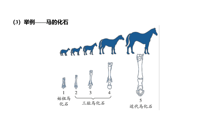 1.4生物的进化（课件 28张PPT 学案)