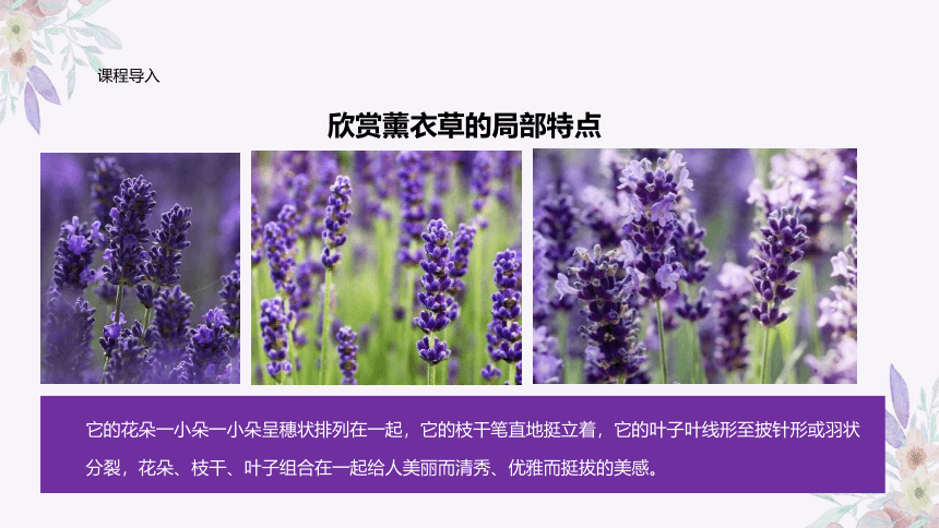 美术社团课程《浪漫的薰衣草》小学延时服务(共27张PPT)