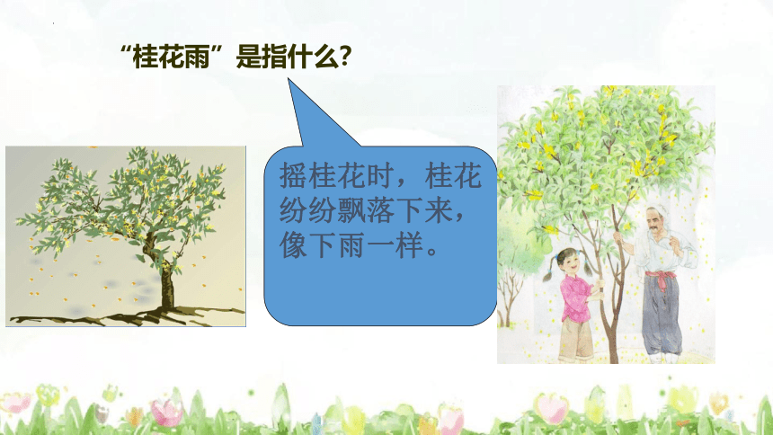 3《桂花雨》 课件 (共26张PPT)