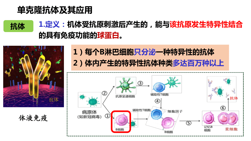 2.3.3动物细胞融合技术与单克隆抗体课件(共36张PPT)2022-2023学年高二下学期生物苏教版选择性必修3