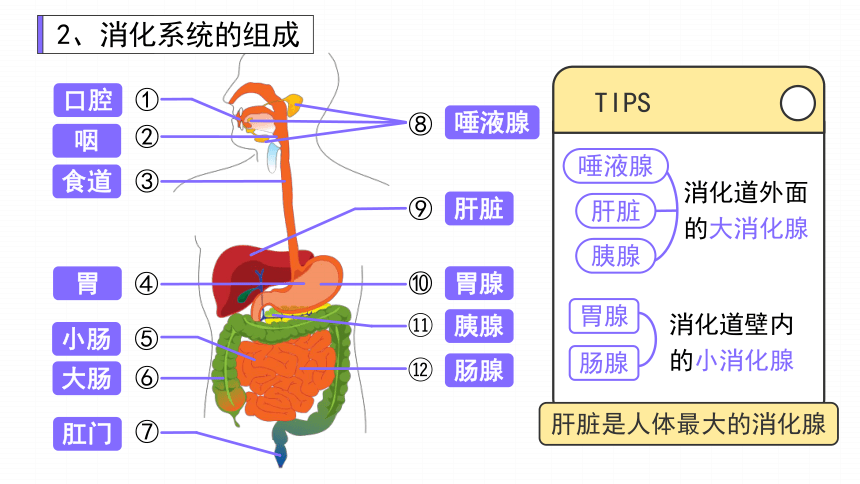 4.9.2人体的消化与吸收课件(共31张PPT) 苏教版生物七年级下册