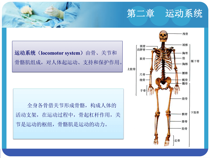 2.2关节学 课件(共53张PPT)-《解剖学基础》同步教学（江苏大学出版社）