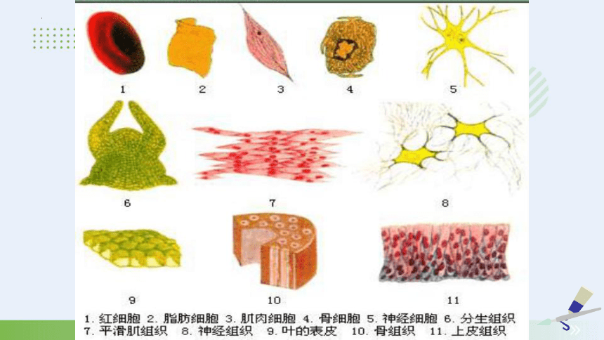 2.3.1 植物细胞的结构和功能 课件 (共22张PPT) 2023-2024学年苏教版生物七年级上册