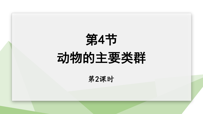 7.22.4 动物的主要类群 第2课时 课件 (共27张PPT)2023-2024学年初中生物北师版八年级下册