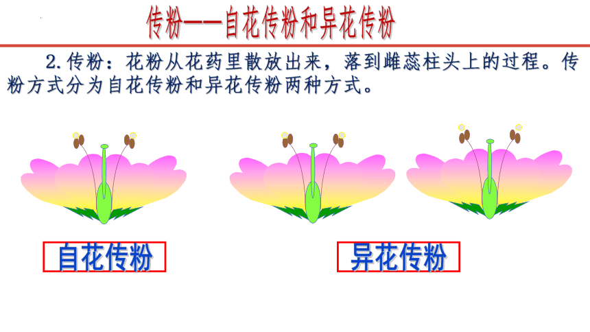 3.2.3 开花和结果课件(共21张PPT)人教版七年级生物上册