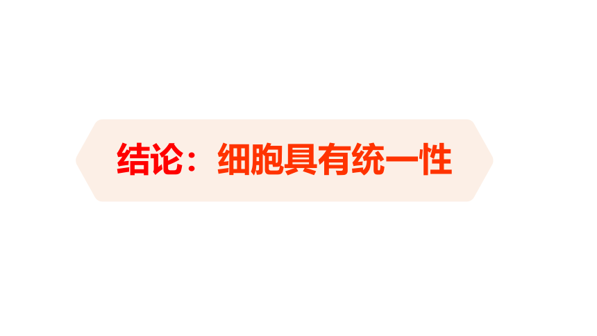 1.2.1细胞的多样性和统一性课件(共36张PPT)-人教版必修1