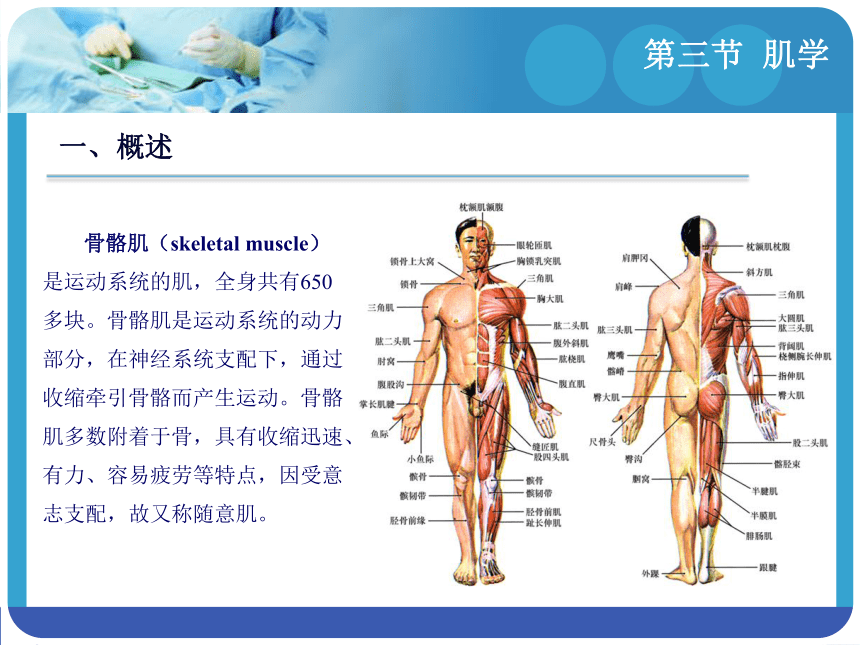 2.3 肌学 课件(共57张PPT)-《解剖学基础》同步教学（江苏大学出版社）