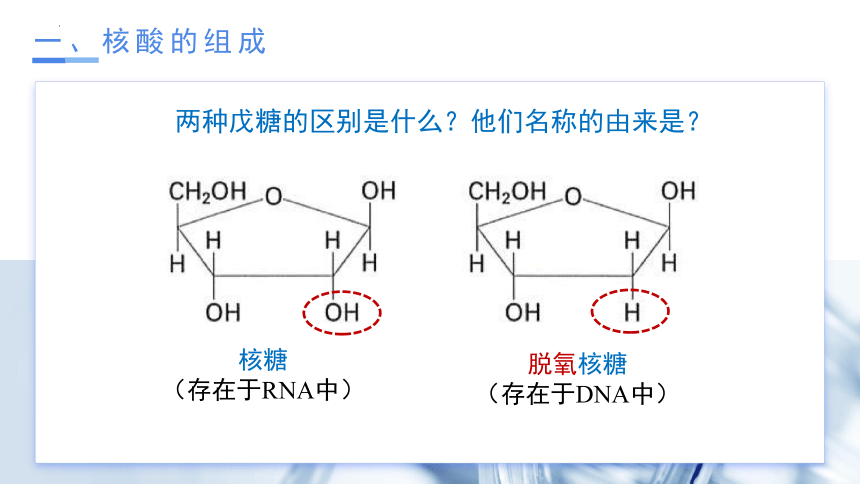 4.3 核酸  课件(共19张PPT)-高二化学（人教版2019选择性必修3）