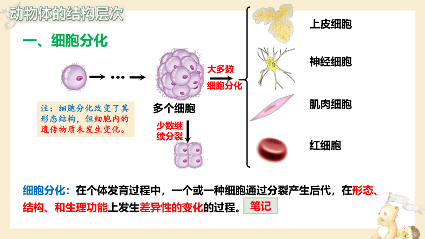 2.2.2动物体的结构层次课件(共23张PPT)2023-2024学年人教版生物七年级上册