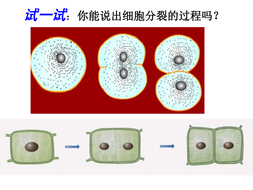 2.2.1细胞通过分裂产生新细胞课件(共14张PPT)人教版生物七年级上册