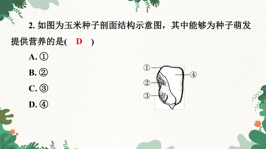 3.1.2种子植物习题课件(共26张PPT)人教版生物七年级上册