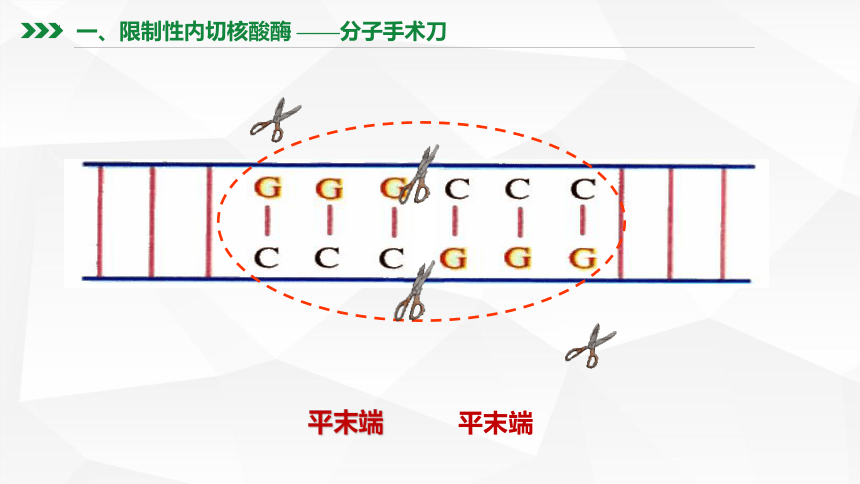 3.1重组DNA技术的基本工具课件(共46张PPT)-2022-2023学年高二下学期生物人教版（2019）选择性必修3