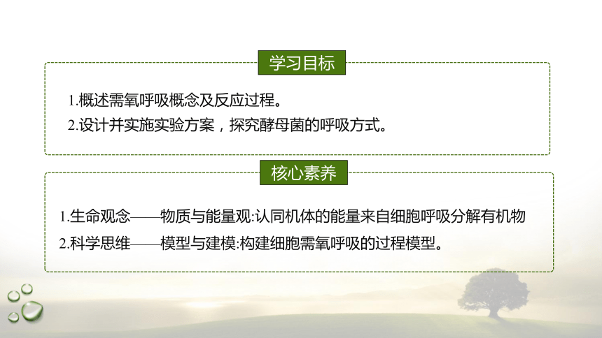 3.4.1 探究酵母菌的呼吸方式及需氧呼吸  课件(共22张PPT) 2023-2024学年高一生物 浙教版（2019） 必修一