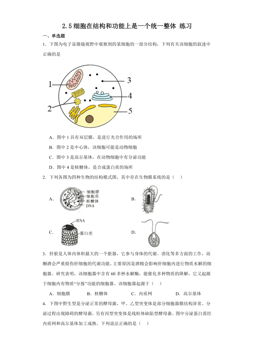 2.5细胞在结构和功能上是一个统一整体 练习（含解析）