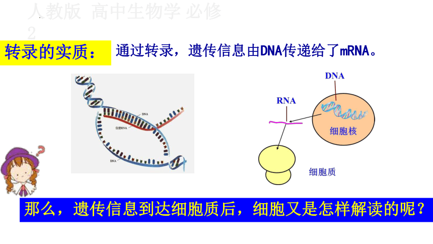 4.1基因指导蛋白质的合成（第二课时）课件(共24张PPT)-人教版必修二