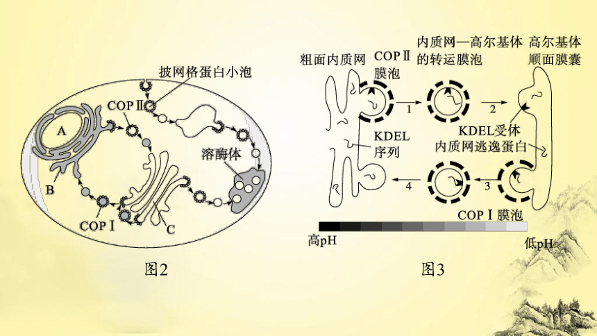 【备考2024】高考生物一轮情境突破课1  囊泡运输及细胞自噬(共15张PPT)