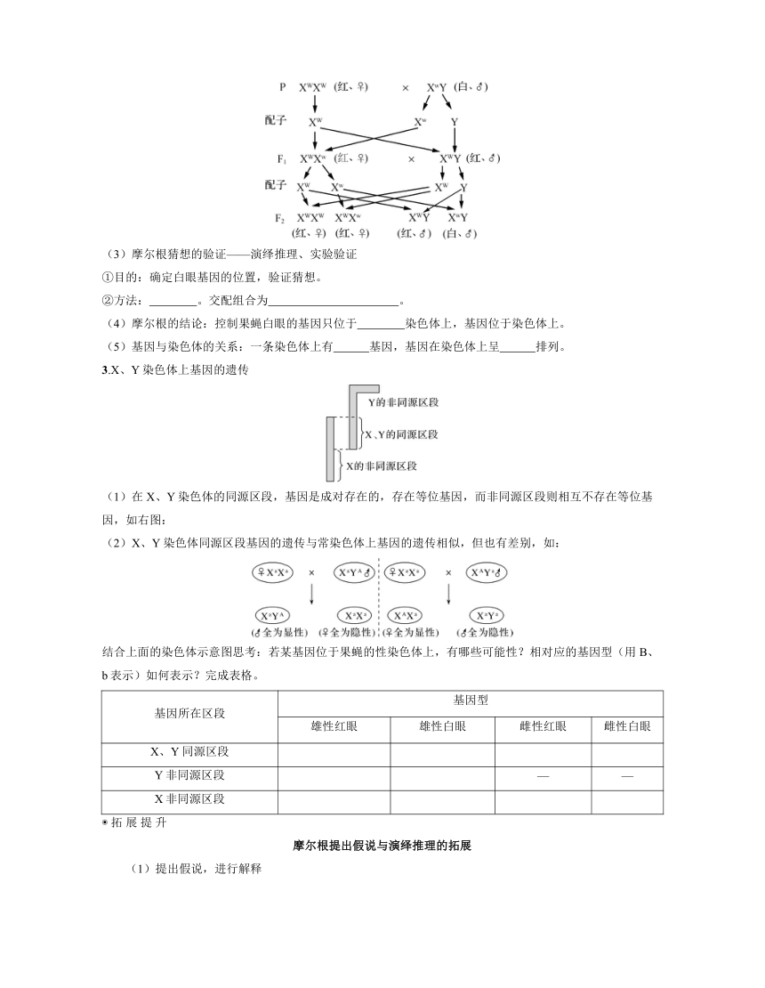 新人教生物一轮复习学案：第19讲　伴性遗传（含答案解析）