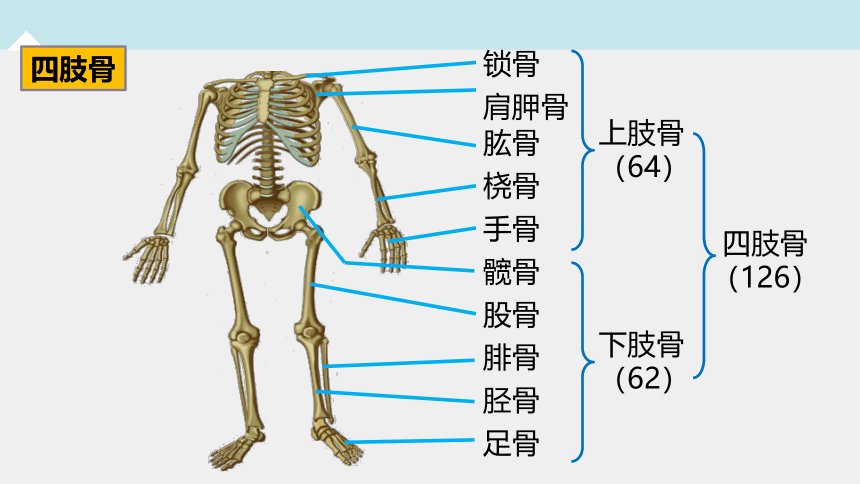 3.5人体的运动系统和保健 —2023-2024学年浙教版科学九年级下册（课件 37张ppt）