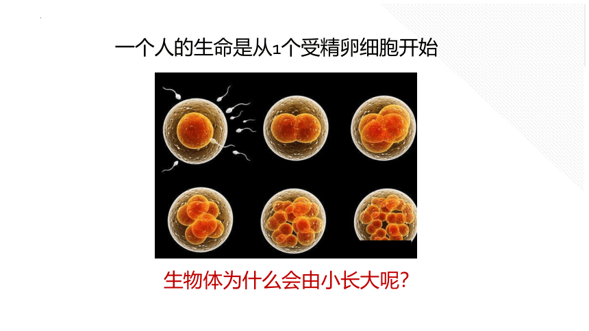 2.2.1 细胞通过分裂产生新细胞课件 (共26张PPT)人教版生物七年级上册