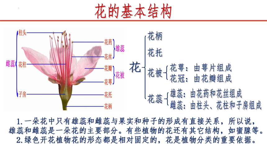 3.2.3 开花和结果课件(共21张PPT)人教版七年级生物上册