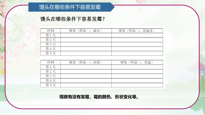 第2单元   微生物 2.3 发霉与防霉 （课件）(共14张PPT)青岛版六年级科学上册