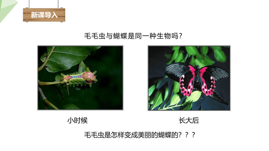 7.1.2 昆虫的生殖和发育 课件(共18张PPT)2023-2024学年初中生物人教版八年级下册