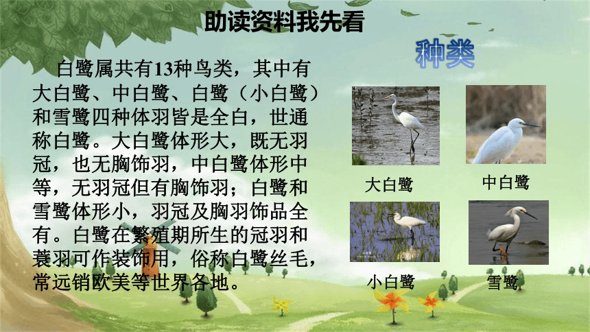 1.白鹭 课前预习课件(共15张ppt)