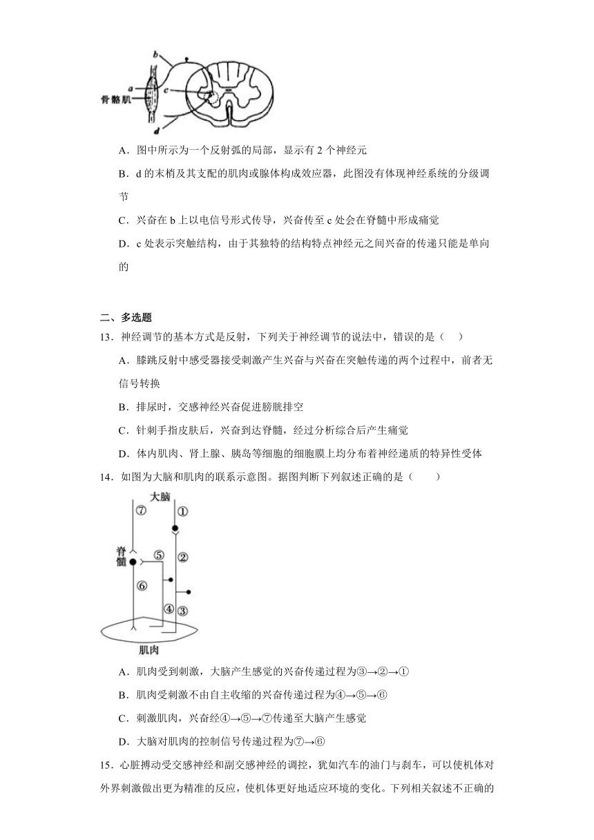 2.4脑和脊髓对反射活动的协同调节同步课时训练（有答案）-2022-2023学年高二上学期生物北师大版（2019）选择性必修一