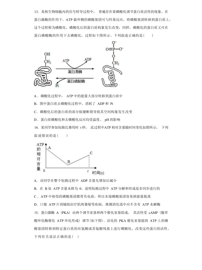 5.2  细胞的能量“货币”ATP 综合练习（有解析）  -高一生物学（人教版2019必修1）