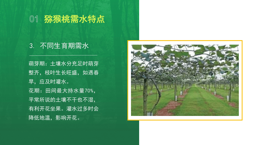 6.2.2猕猴桃果园水肥管理 课件(共19张PPT）-《果树生产技术》同步教学（中国农业出版社）