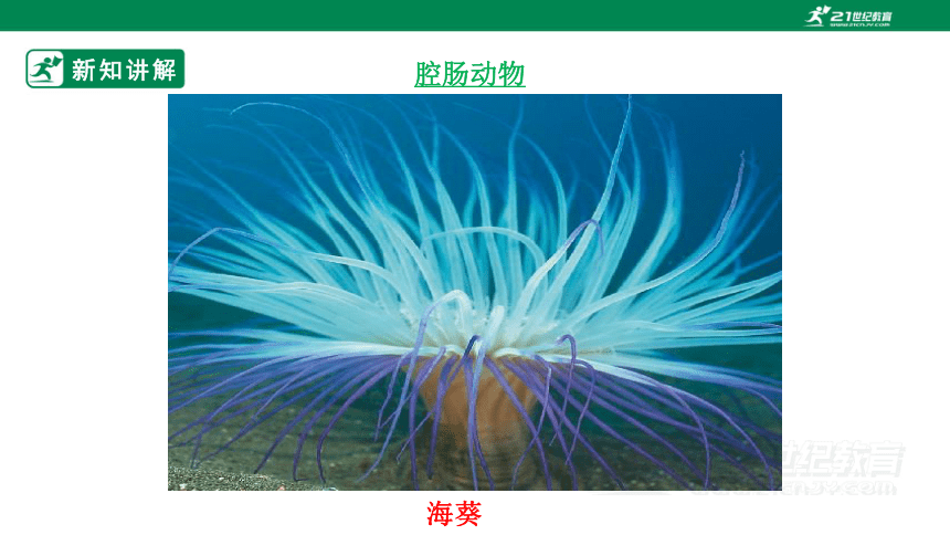 5.14.2 千姿百态的动物世界（一）-2023-2024学年八年级生物上册同步课件（苏教版）(共49张PPT)