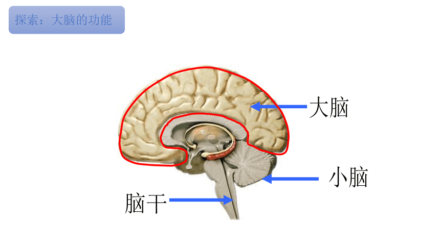 2023秋教科版五年级科学上册 4-4《身体的“总指挥”》（课件）(共14张PPT)