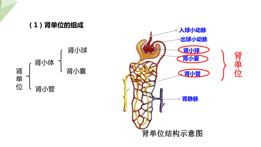 4.11.2 尿的形成与排出 课件（共24张PPT） 2023-2024学年初中生物北师版七年级下册