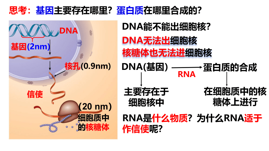4.1基因指导蛋白质的合成（第1课时）(共23张PPT)课件人教版2019必修2