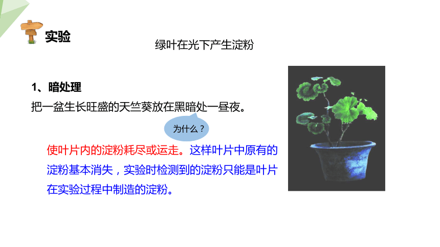 3.6.3 植物光合作用的实质 课件(共19张PPT) 2023-2024学年初中生物苏教版七年级上册