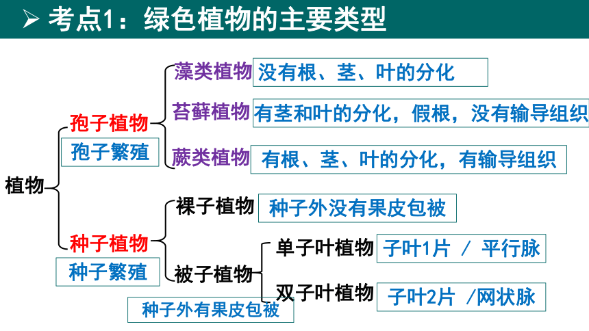 七上生物第三单元第一二章复习课件(共24张PPT)