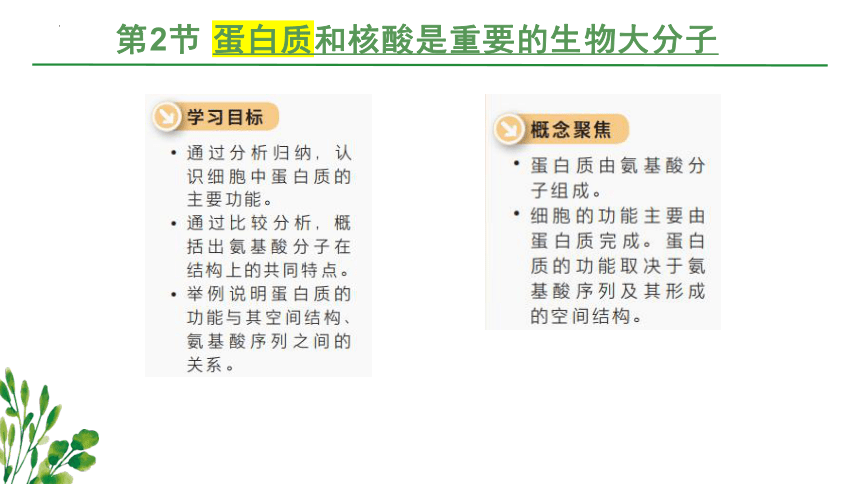 2.2 蛋白质和核酸是重要的生物大分子(共33张PPT)-高一生物学（沪科2020必修1）