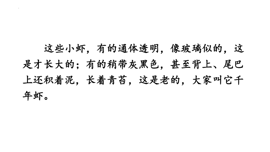 15.《小虾》课件(共25张PPT)