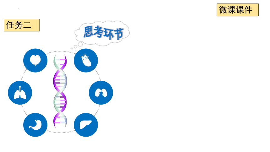 3.2时基因工程的基本操作程序—PCR技术（第1课时）课件 (共28张PPT)2022—2023学年高二上学期生物人教版选择性必修3
