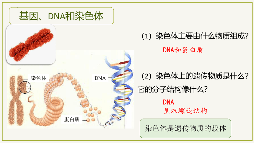 7.2.2 基因在亲子代间的传递-2023-2024学年八年级生物下册同步教学课件（人教版）(共21张PPT)