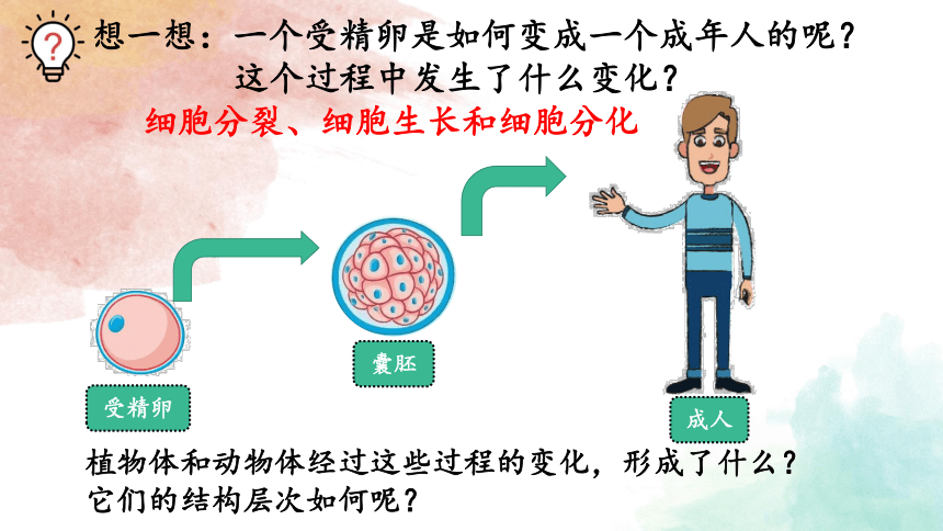 2.4.2多细胞生物体的组成课件(共23张PPT)七年级生物上册苏教版