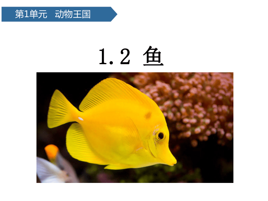青岛版（六三制2017秋）四年级科学上册1.2鱼（课件18张PPT）