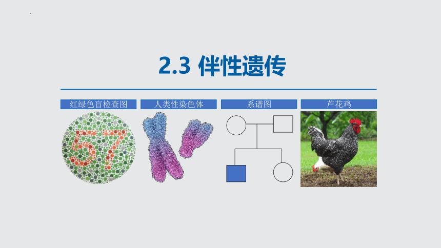 2.3伴性遗传课件(共29张PPT)-人教版（2019）必修2